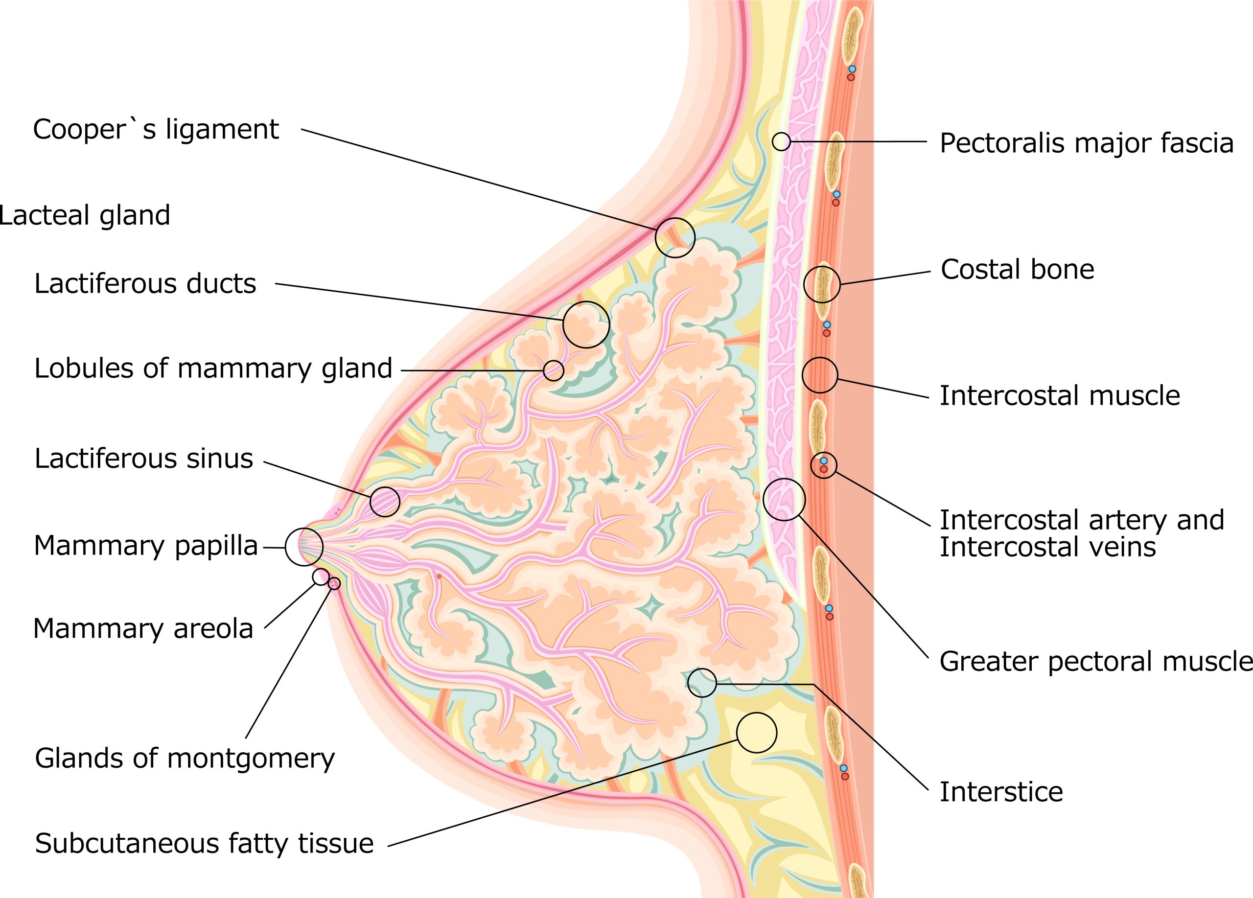 乳房　構造　イラスト　英語