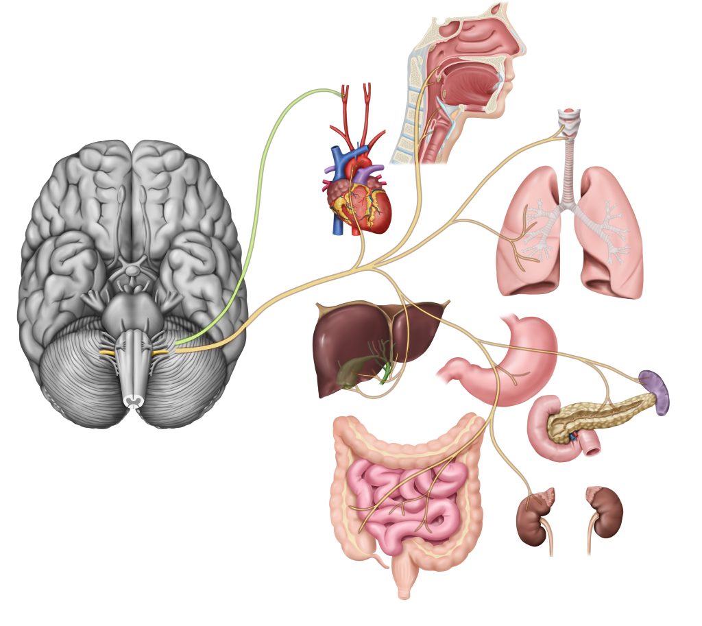AdobeStock_408913784 Vagus Nerve- cropped